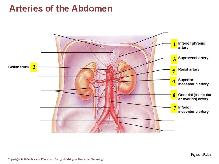 Arteries of the Abdomen 1 3 2 5 4 6 7 Figure 19. 22