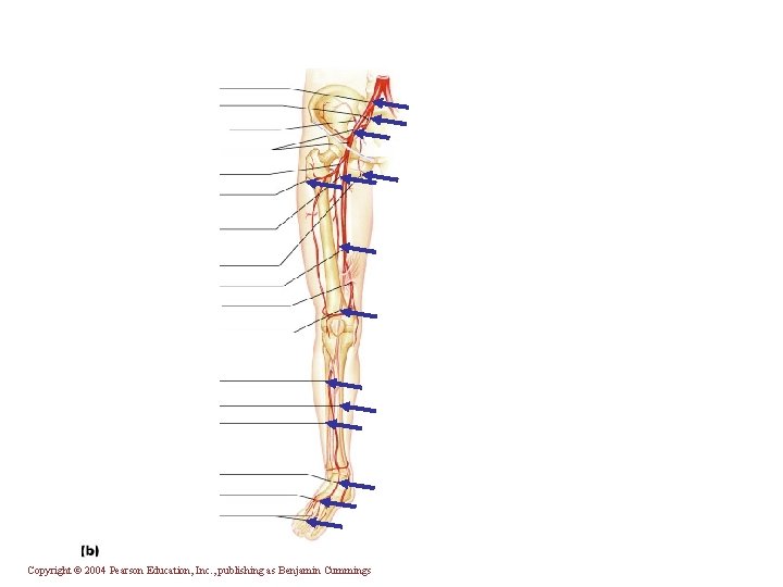 Copyright © 2004 Pearson Education, Inc. , publishing as Benjamin Cummings 