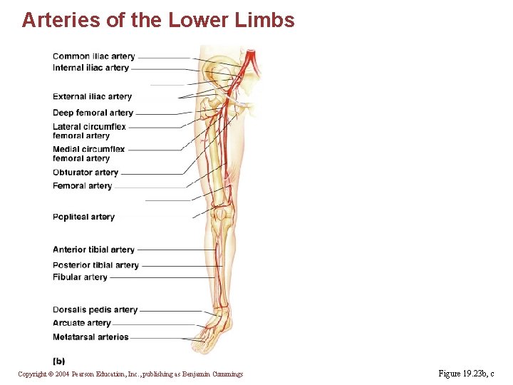 Arteries of the Lower Limbs Copyright © 2004 Pearson Education, Inc. , publishing as