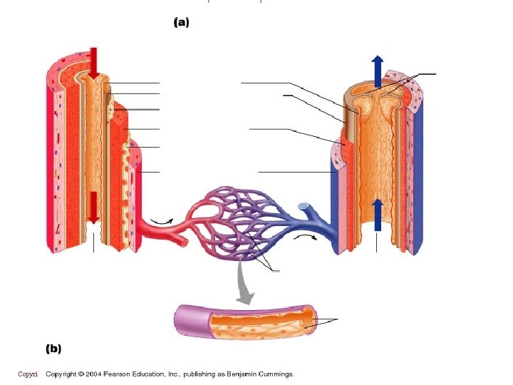 Copyright © 2004 Pearson Education, Inc. , publishing as Benjamin Cummings 
