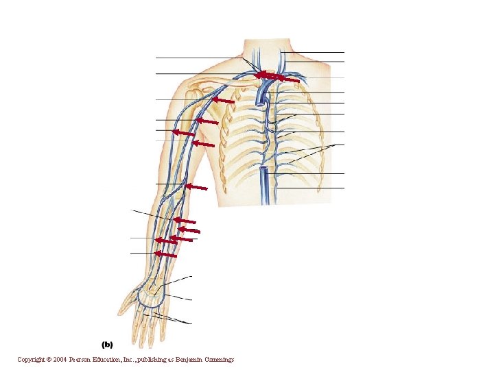 Copyright © 2004 Pearson Education, Inc. , publishing as Benjamin Cummings 