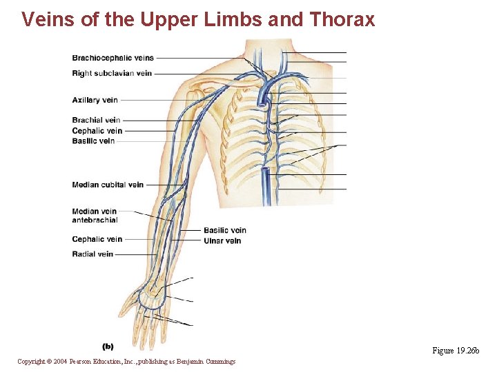 Veins of the Upper Limbs and Thorax Figure 19. 26 b Copyright © 2004