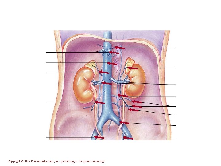Copyright © 2004 Pearson Education, Inc. , publishing as Benjamin Cummings 