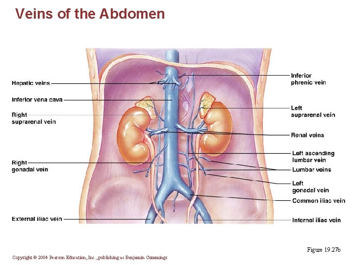 Veins of the Abdomen Figure 19. 27 b Copyright © 2004 Pearson Education, Inc.