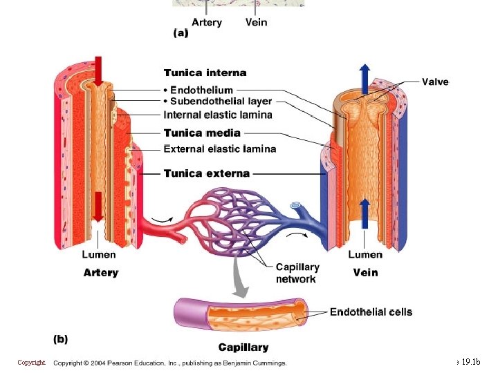 Copyright © 2004 Pearson Education, Inc. , publishing as Benjamin Cummings Figure 19. 1