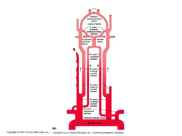 Copyright © 2004 Pearson Education, Inc. , publishing as Benjamin Cummings 