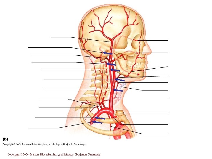 Copyright © 2004 Pearson Education, Inc. , publishing as Benjamin Cummings 
