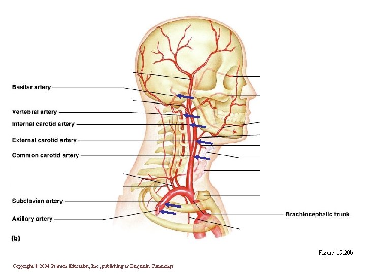 Figure 19. 20 b Copyright © 2004 Pearson Education, Inc. , publishing as Benjamin