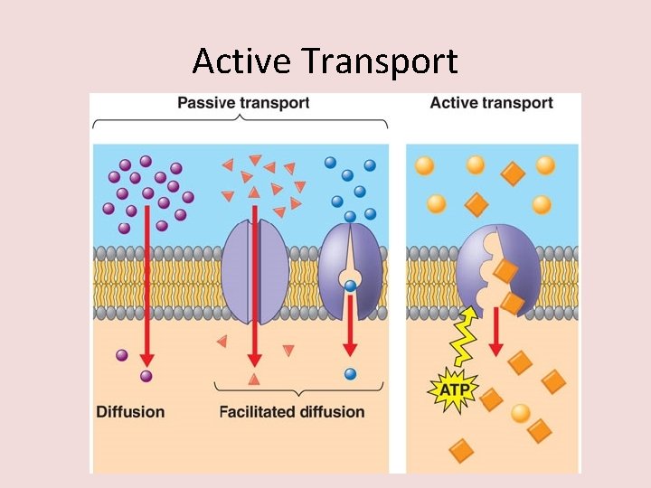 Active Transport 