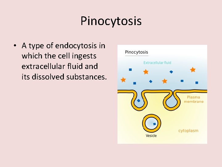 Pinocytosis • A type of endocytosis in which the cell ingests extracellular fluid and