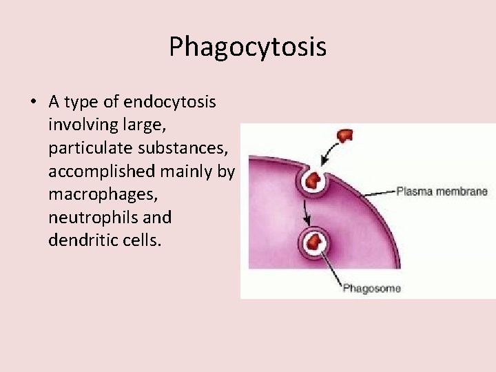 Phagocytosis • A type of endocytosis involving large, particulate substances, accomplished mainly by macrophages,
