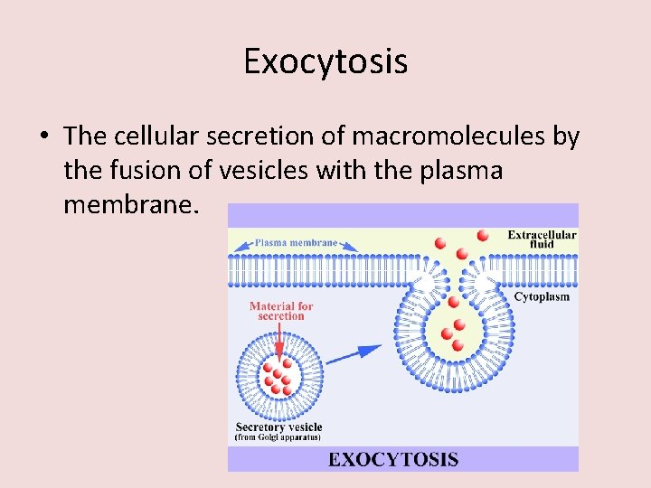 Exocytosis • The cellular secretion of macromolecules by the fusion of vesicles with the