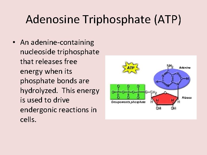 Adenosine Triphosphate (ATP) • An adenine-containing nucleoside triphosphate that releases free energy when its