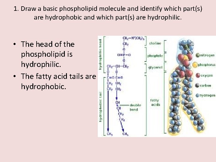 1. Draw a basic phospholipid molecule and identify which part(s) are hydrophobic and which