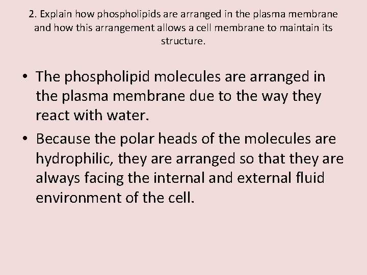 2. Explain how phospholipids are arranged in the plasma membrane and how this arrangement