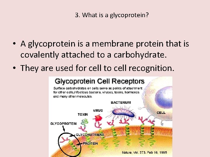 3. What is a glycoprotein? • A glycoprotein is a membrane protein that is