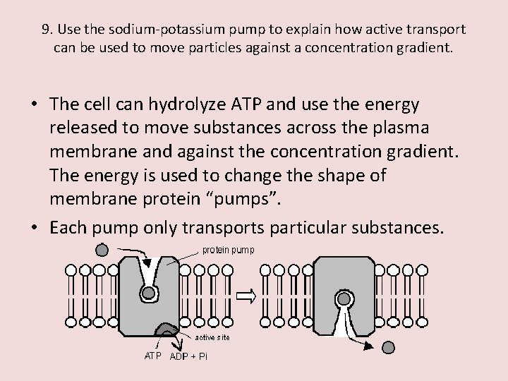 9. Use the sodium-potassium pump to explain how active transport can be used to