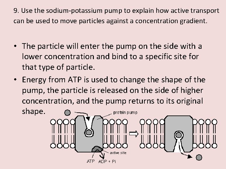 9. Use the sodium-potassium pump to explain how active transport can be used to