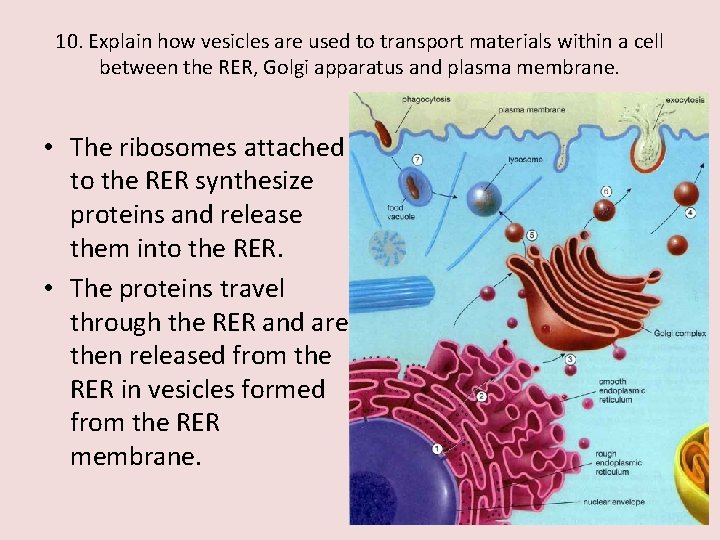 10. Explain how vesicles are used to transport materials within a cell between the