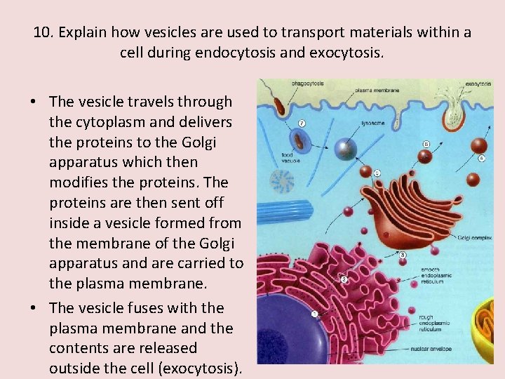 10. Explain how vesicles are used to transport materials within a cell during endocytosis