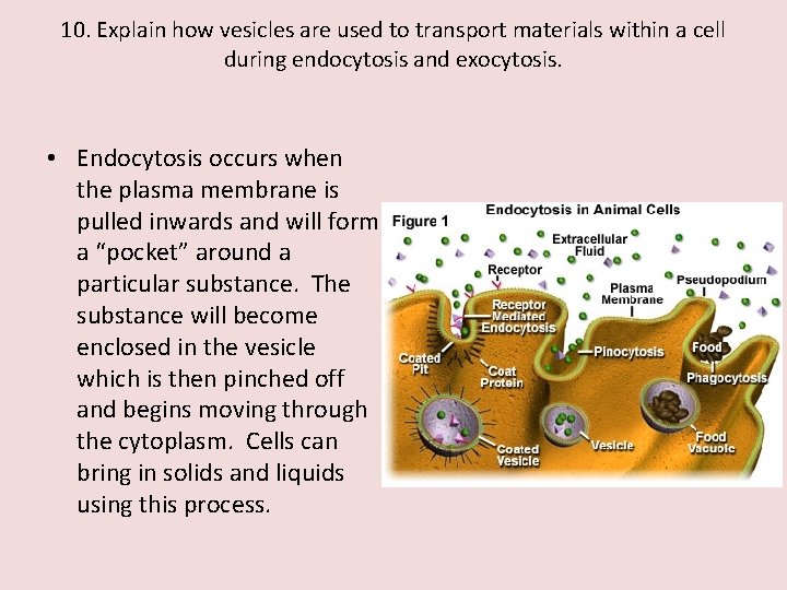 10. Explain how vesicles are used to transport materials within a cell during endocytosis
