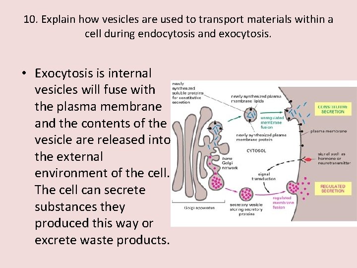 10. Explain how vesicles are used to transport materials within a cell during endocytosis