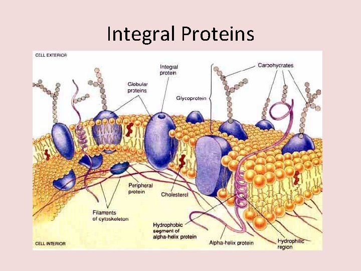 Integral Proteins 