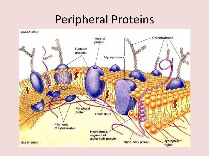 Peripheral Proteins 