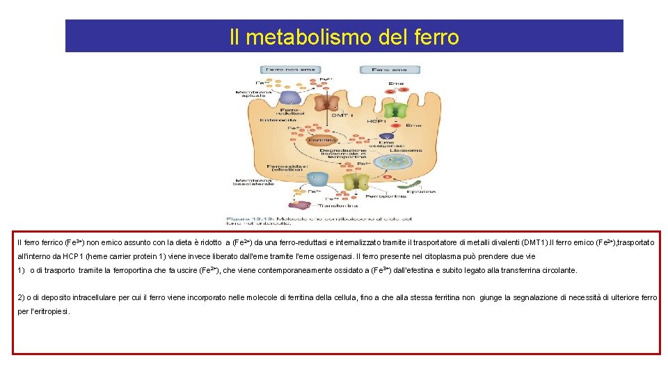 Il metabolismo del ferro Il ferro ferrico (Fe 3+) non emico assunto con la