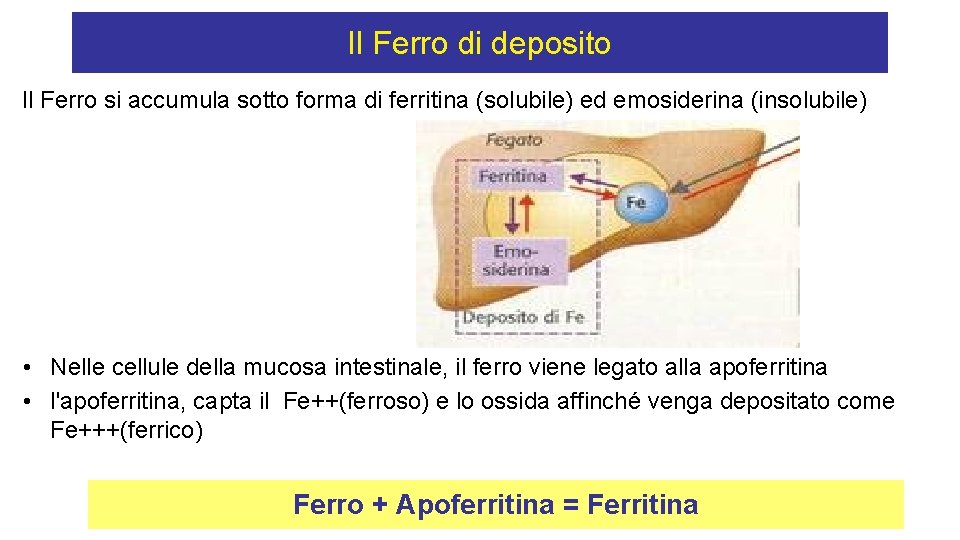 Il Ferro di deposito Il Ferro si accumula sotto forma di ferritina (solubile) ed