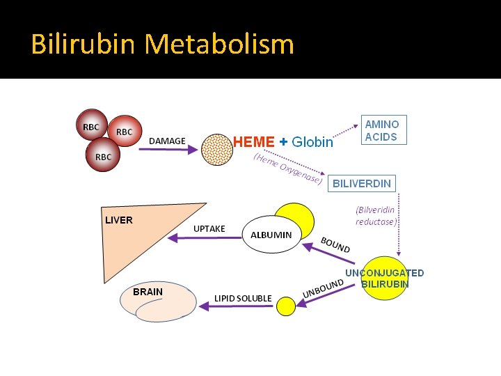 Bilirubin Metabolism 