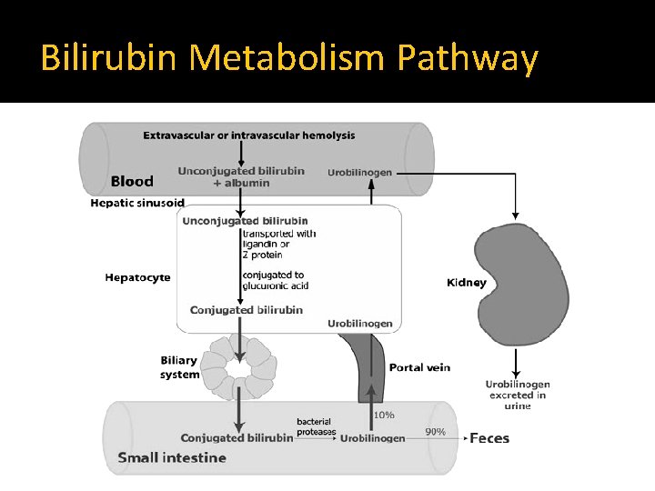 Bilirubin Metabolism Pathway 