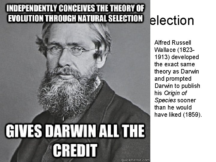 Discovering Natural Selection Alfred Russell Wallace (18231913) developed the exact same theory as Darwin
