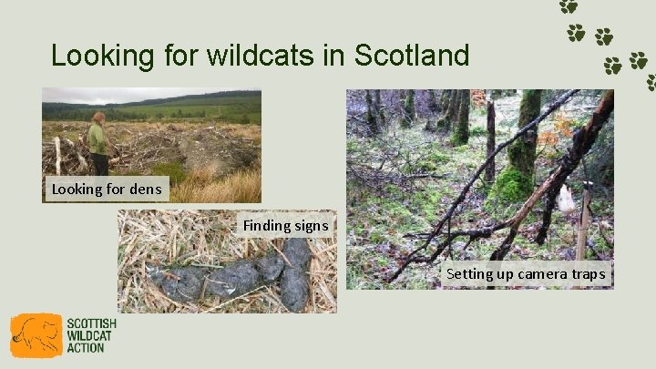 Looking for wildcats in Scotland Looking for dens Finding signs Setting up camera traps