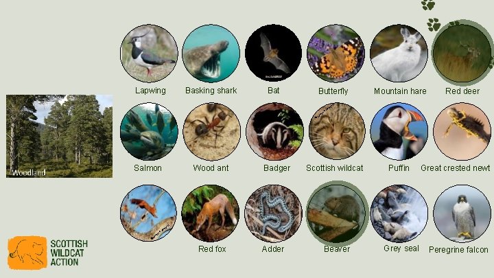 Lapwing Basking shark Bat Butterfly © Salmon Wood ant Badger rie au m Ca