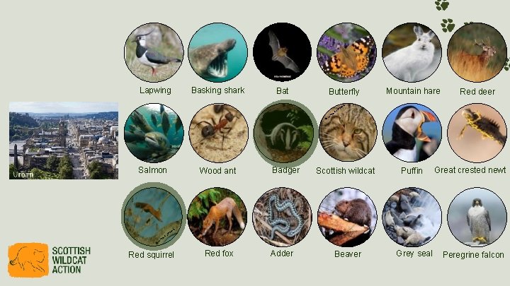 Lapwing Basking shark Bat Butterfly © Salmon Wood ant Badger rie au m Ca