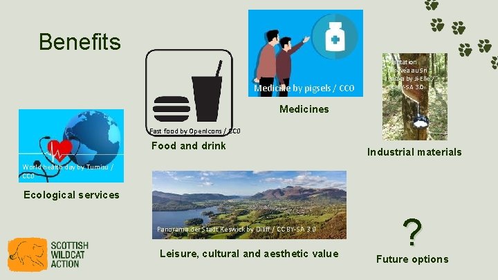 Benefits Medicine by pigsels / CC 0 Plantation d'hévéa au Sri Lanka by Ji-Elle