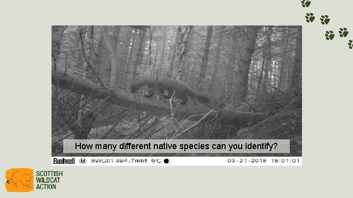 How many different native species can you identify? 