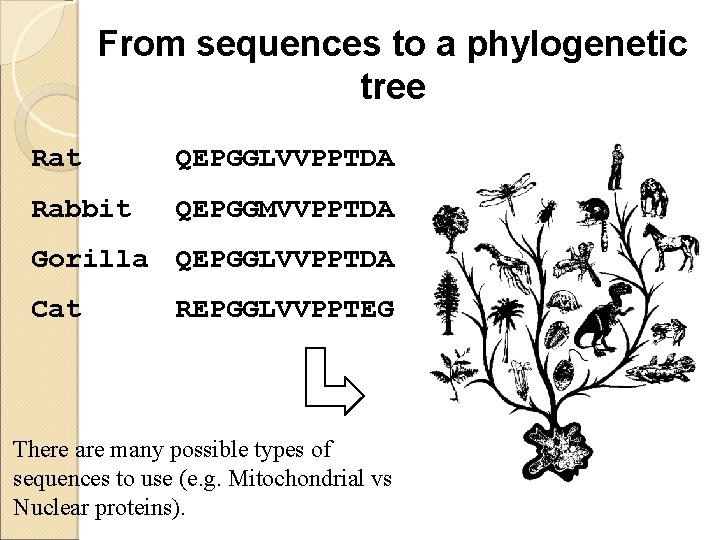 From sequences to a phylogenetic tree Rat QEPGGLVVPPTDA Rabbit QEPGGMVVPPTDA Gorilla QEPGGLVVPPTDA Cat REPGGLVVPPTEG