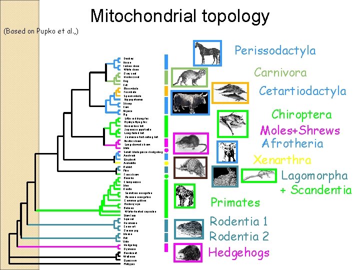 Mitochondrial topology (Based on Pupko et al. , ) Donkey Horse Indian rhino White