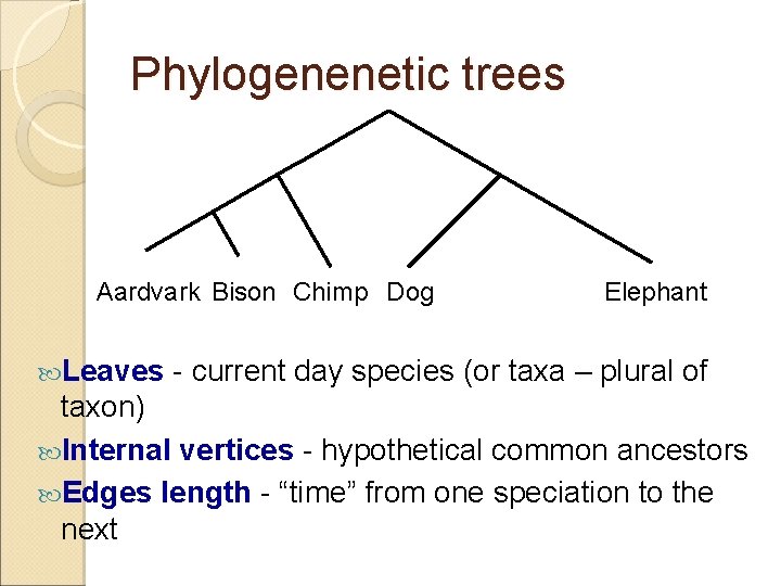 Phylogenenetic trees Aardvark Bison Chimp Dog Leaves Elephant - current day species (or taxa