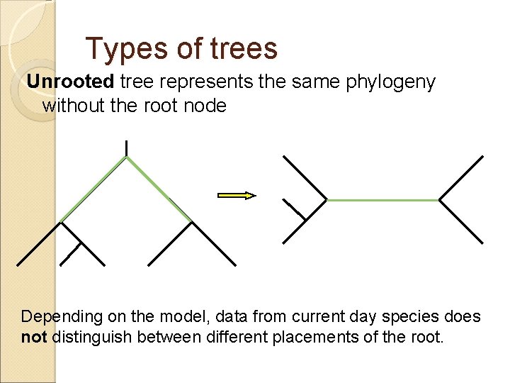 Types of trees Unrooted tree represents the same phylogeny without the root node Depending