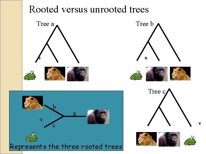 Rooted versus unrooted trees Tree a Tree b Tree c b a c Represents