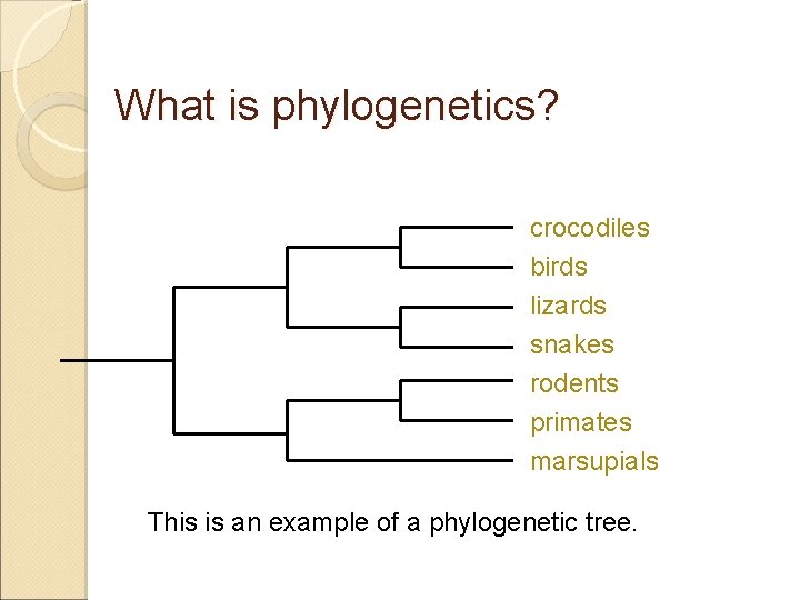 What is phylogenetics? crocodiles birds lizards snakes rodents primates marsupials This is an example
