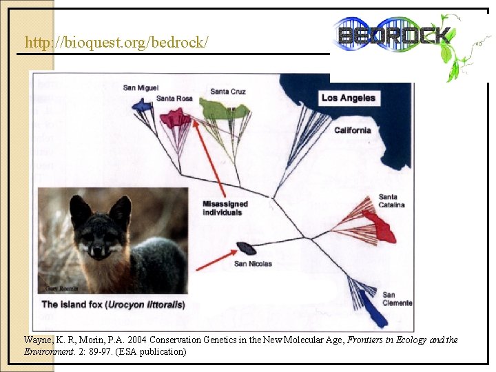 http: //bioquest. org/bedrock/ Wayne, K. R, Morin, P. A. 2004 Conservation Genetics in the