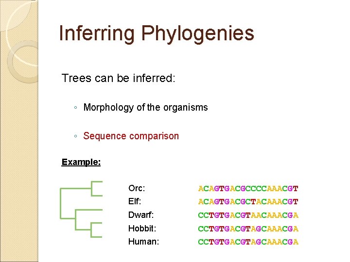 Inferring Phylogenies Trees can be inferred: ◦ Morphology of the organisms ◦ Sequence comparison