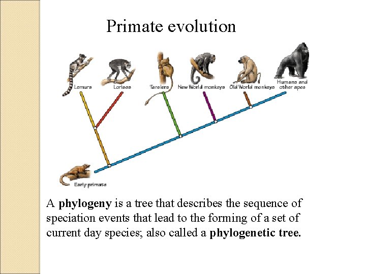 Primate evolution A phylogeny is a tree that describes the sequence of speciation events