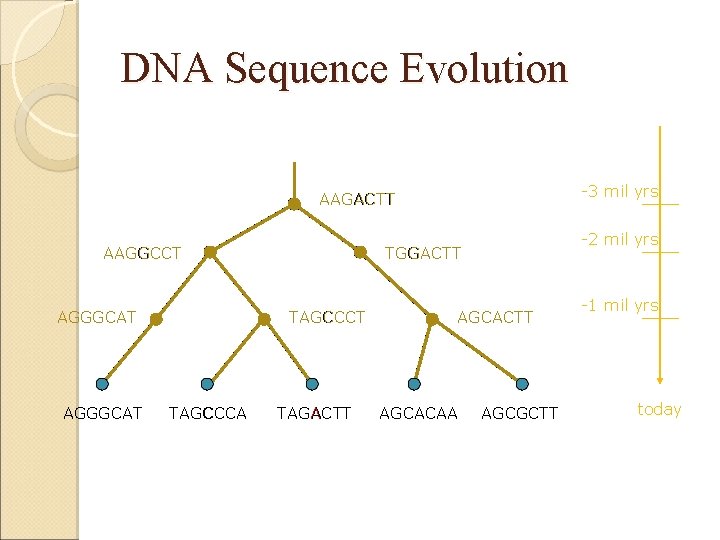 DNA Sequence Evolution -3 mil yrs AAGACTT AAGGCCT AGGGCAT TAGCCCA -2 mil yrs TGGACTT