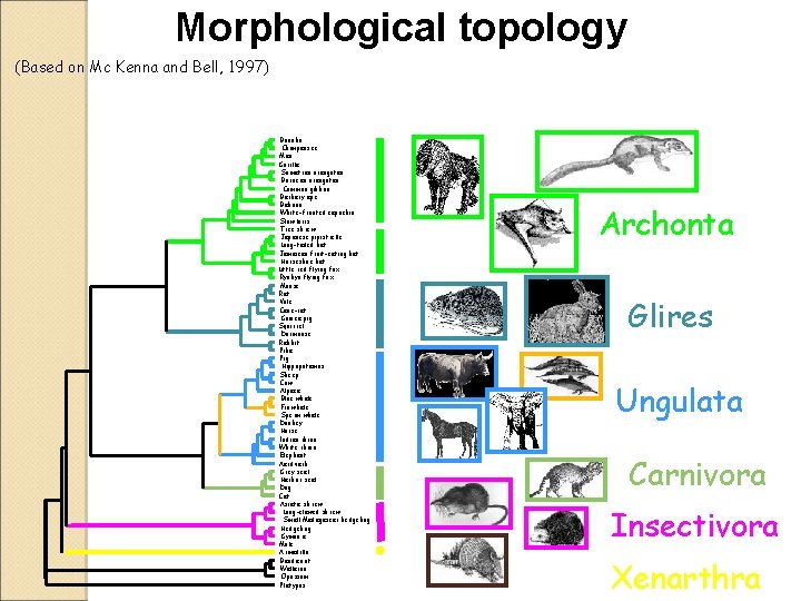 Morphological topology (Based on Mc Kenna and Bell, 1997) Bonobo Chimpanzee Man Gorilla Sumatran