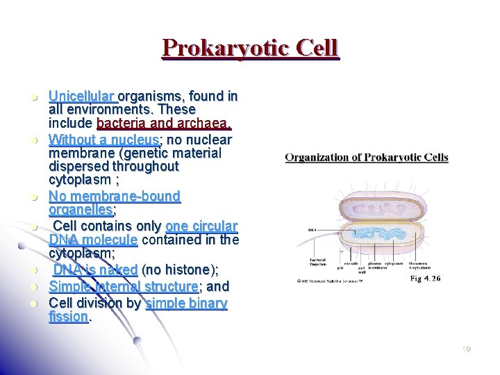 Prokaryotic Cell l l l Unicellular organisms, found in all environments. These include bacteria